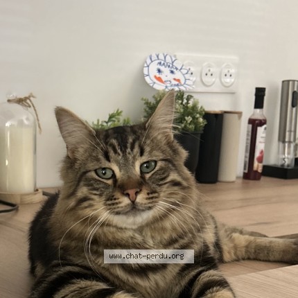 Photo de chat perdu à Courcelles Chaussy