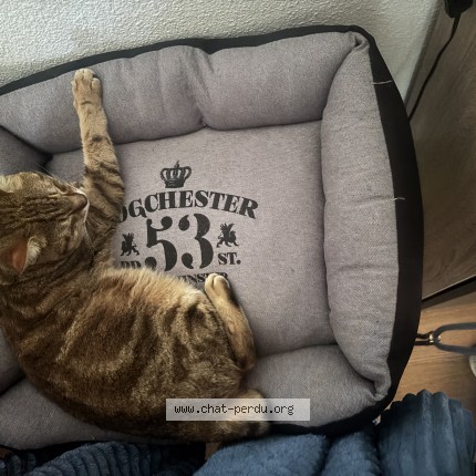 Photo de chat perdu à Frouzins