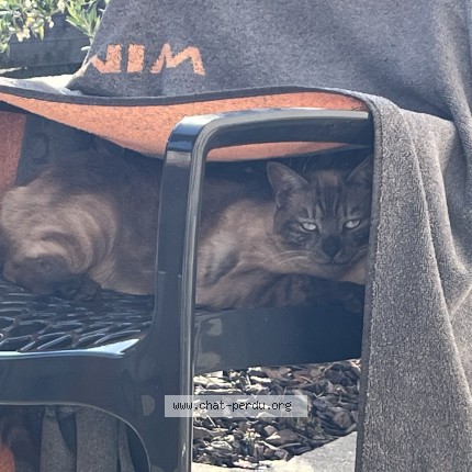 Photo de chat perdu à Concarneau