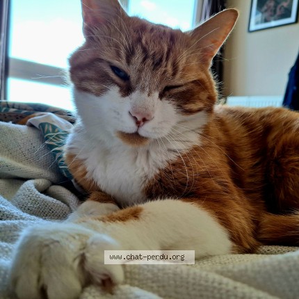Photo de chat perdu à Wavrans Sur L Aa