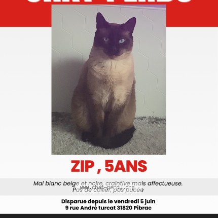 Photo de chat perdu à Pibrac
