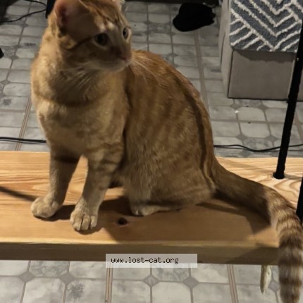 Photo de chat perdu à North Las Vegas Vegas