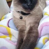 minou