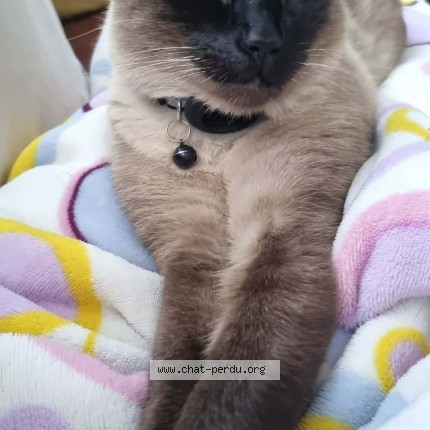 Photo de chat perdu à El Biar Alger
