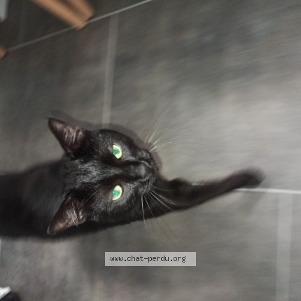 Photo de chat perdu à Argenteuil