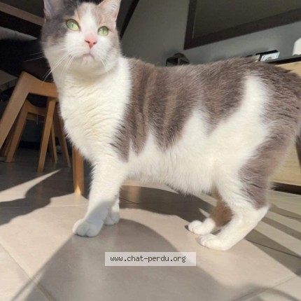 Photo de chat perdu à Messein