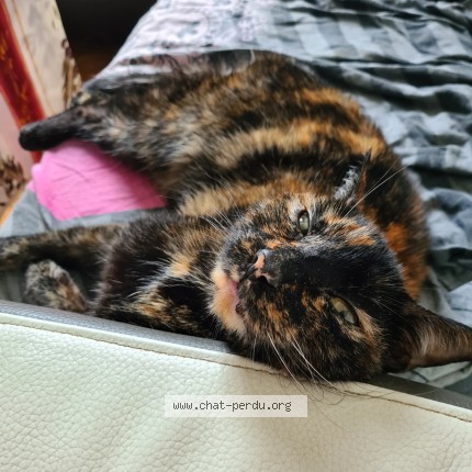 Photo de chat trouvé à Compiegne