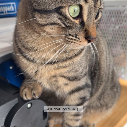 Photo de chat perdu à Sorgues