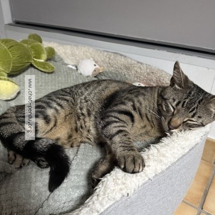 Photo 2/4 Malo Chat perdu à Sorgues