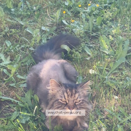 Photo de chat perdu à Ris Orangis