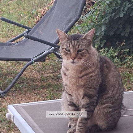 Photo de chat perdu à Aix Les Bains