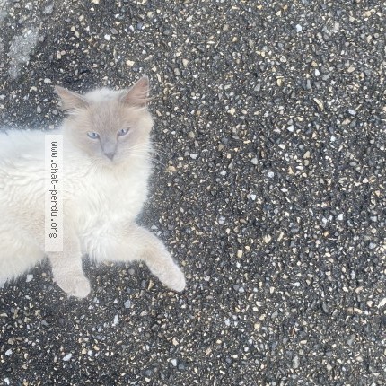 Photo 1/1 Chat trouvé Trouvé à Lyon