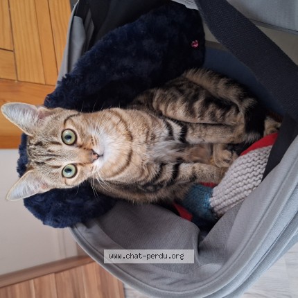 Photo de chat perdu à Roubaix