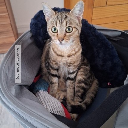 Photo 1/1 Chat retrouvé Perdu à Roubaix