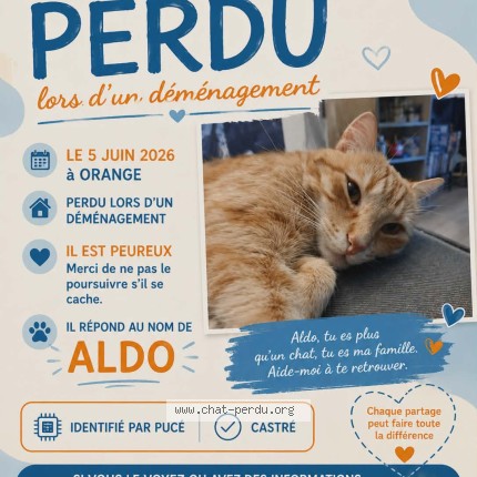 Photo 1/1 aldo Chat perdu à Orange