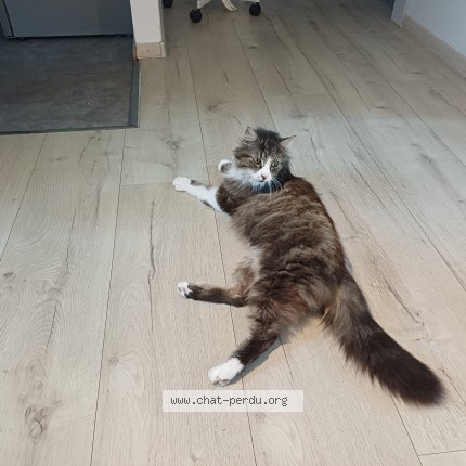 Photo de chat trouvé à Corcelles Pres Payerne