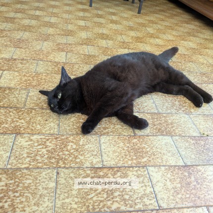 Photo de chat trouvé à Choussy