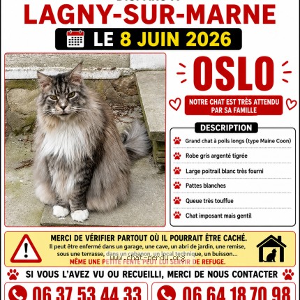 Photo de chat perdu à Lagny Sur Marne
