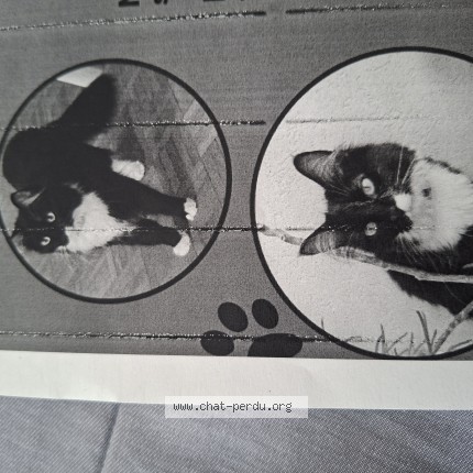 Photo de chat perdu à Geneve