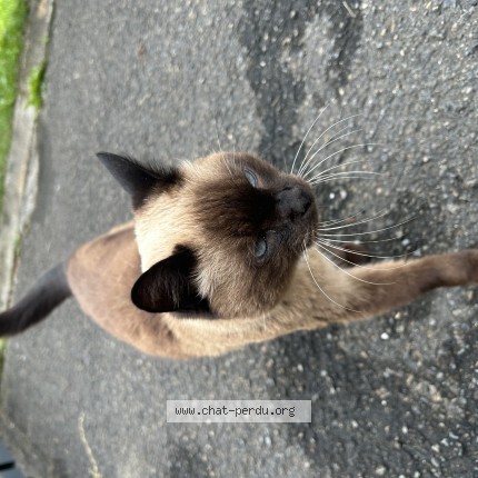 Photo de chat trouvé à Andrimont