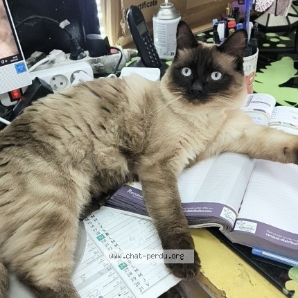 Photo de chat perdu à Seysses
