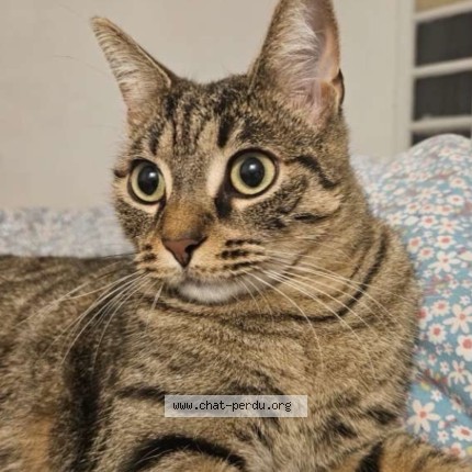 Photo de chat perdu à Bordeaux