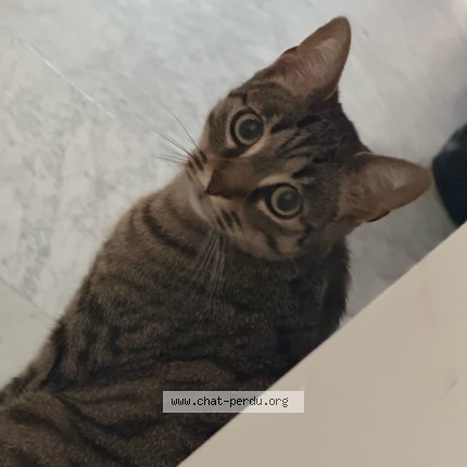 Photo 2/3 Millow Chat perdu à Bordeaux