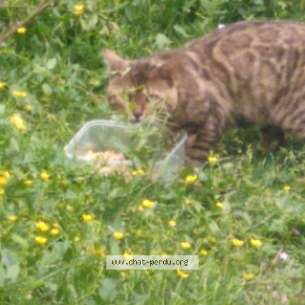 Photo 1/1 Chat trouvé Trouvé à Villemomble