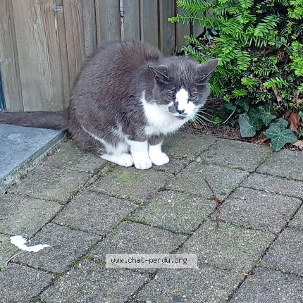 Photo de chat trouvé à Wambrechies