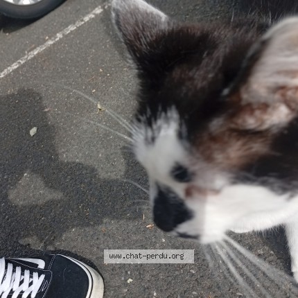 Photo de chat trouvé à Issoudun