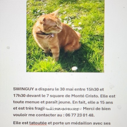 Photo de chat perdu à Marly Le Roi