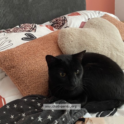 Photo 1/1 Chat trouvé Trouvé à Blainville Sur Orne