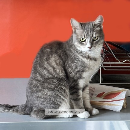 Photo de chat perdu à La Varenne Saint Hilaire