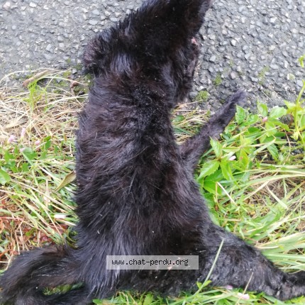 Photo de chat trouvé à Lentilly