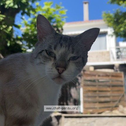 Photo de chat perdu à Juvignac