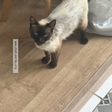 Photo de chat trouvé à Pibrac