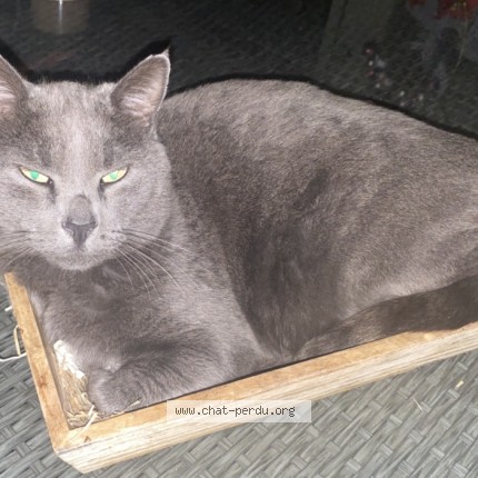 Photo de chat perdu à Mazan