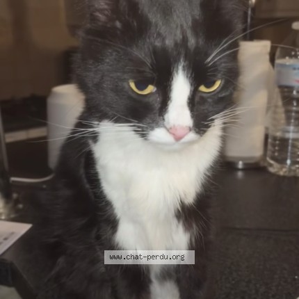 Photo de chat perdu à Sierck Les Bains