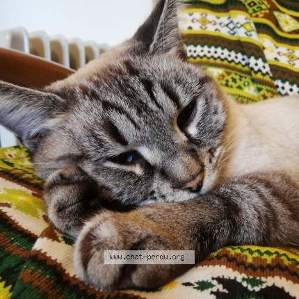Photo de chat perdu à Ste Cecile D Andorge