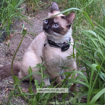 Photo de chat perdu à Saint Basile Le Grand