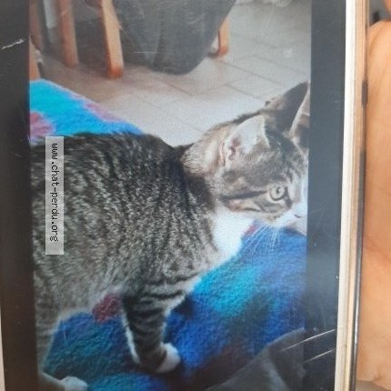 Photo de chat perdu à Acigne