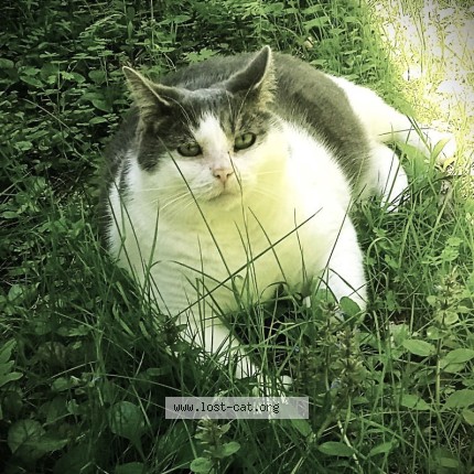 Photo de chat perdu à Mont Tremblant