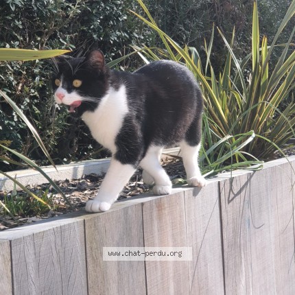 Photo 1/1 CHOPIN Chat perdu à Haute Goulaine