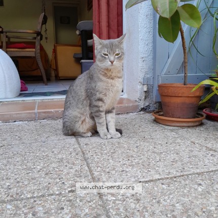 Photo de chat perdu à La Ciotat