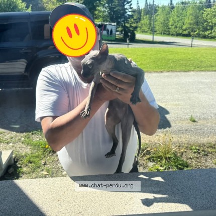 Photo de chat trouvé à Thetford Mines