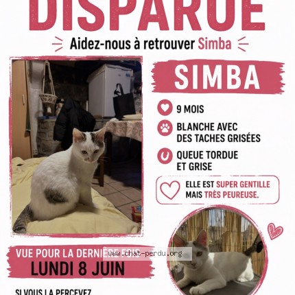 Photo 1/1 Simba Chat perdu à Aulnay Sous Bois
