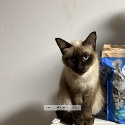 Photo de chat perdu à Les Milles