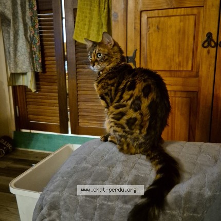Photo de chat perdu à Istres