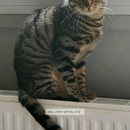 Photo 1/1 minou Chat perdu à Valence