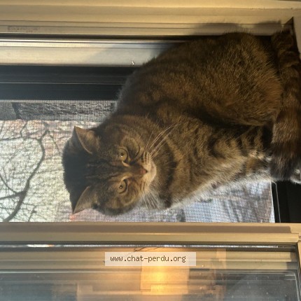 Photo de chat perdu à Montreal